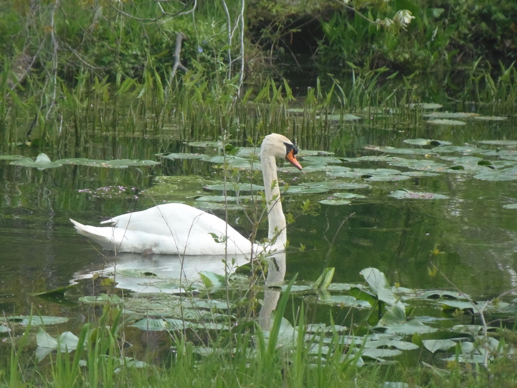 Swan in Lagoon